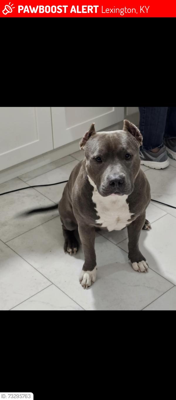 Lost Male Dog last seen Brenda Cowan elementary, Lexington, KY 40509