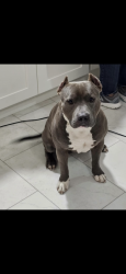 Lost Male Dog last seen Brenda Cowan elementary, Lexington, KY 40509