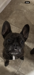 Reunited Male Dog last seen Near Terrace Dr Rocklin, Rocklin, CA 95765