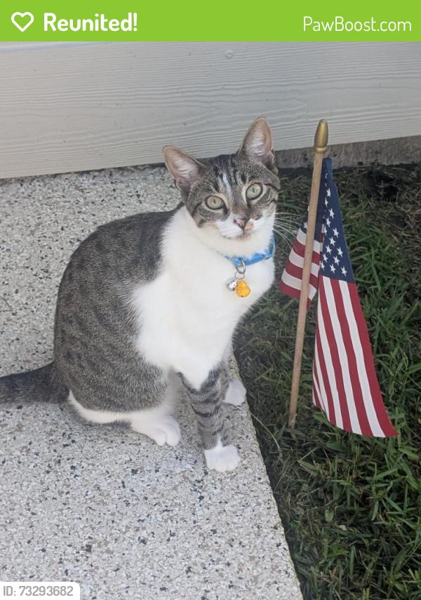 Reunited Male Cat last seen Bucks Harbor Drive North, Jacksonville, FL 32225