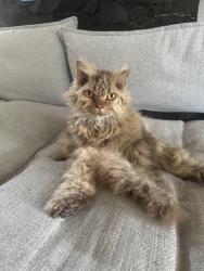 Lost Male Cat last seen Champlain heights community center. And Crowley Park, Vancouver, BC V5S 3K3