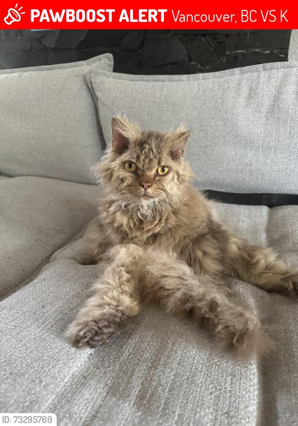 Lost Male Cat last seen Champlain heights community center. And Crowley Park, Vancouver, BC V5S 3K3