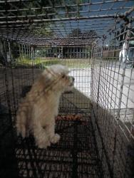 Reunited Male Dog last seen Federal Road & I-10, Houston, TX 77015
