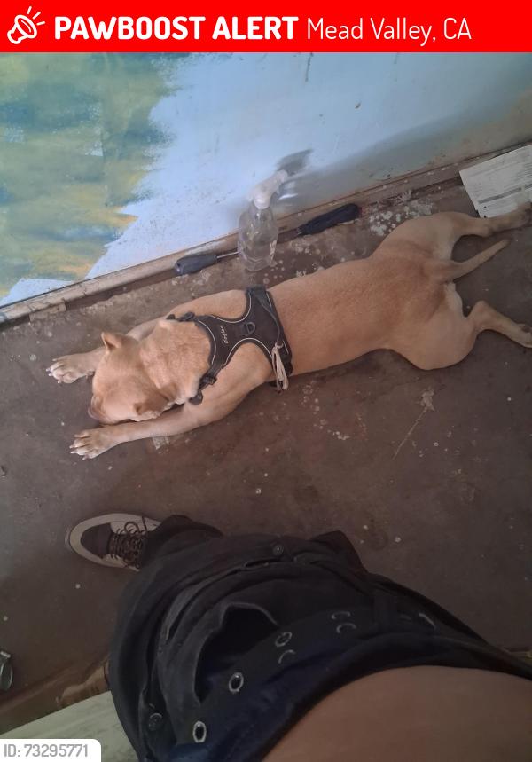 Lost Female Dog last seen End of Hunter and Barton, Mead Valley, CA 92570