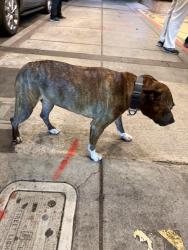 Found/Stray Female Dog last seen De Afghanan Restaurant, Fremont, CA 94536