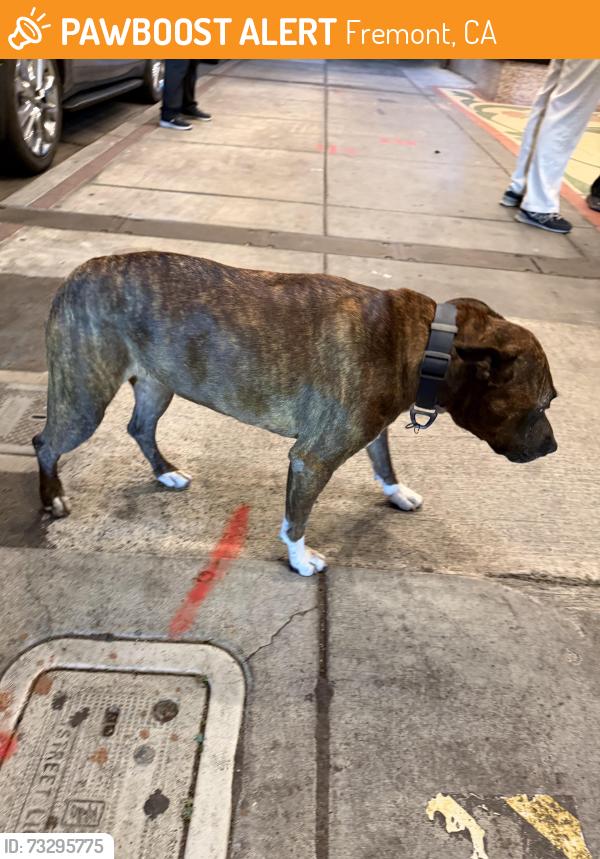 Found/Stray Female Dog last seen De Afghanan Restaurant, Fremont, CA 94536