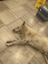 Lost Male Dog last seen Naylor road metro, Temple Hills, MD 20748