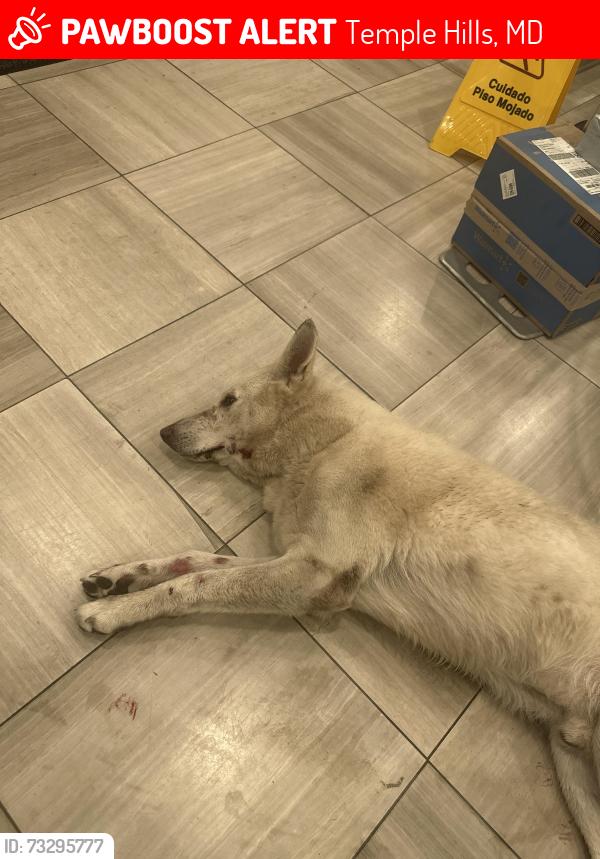 Lost Male Dog last seen Naylor road metro, Temple Hills, MD 20748