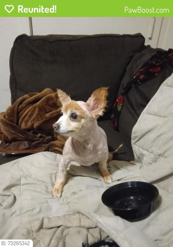 Reunited Male Dog last seen Oakdale Ave, San Francisco, CA 94124, USA, San Francisco, CA 94124