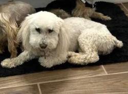 Lost Female Dog last seen Maple Ave & Redwood Dr, Odessa, TX 79762