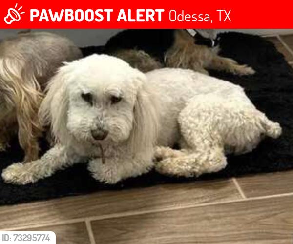 Lost Female Dog last seen Maple Ave & Redwood Dr, Odessa, TX 79762