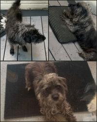 Reunited Female Dog last seen milkyway street, Killeen, TX 76542