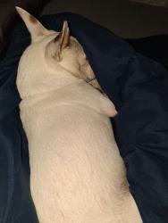Reunited Male Dog last seen Nelwood St willis Texas, Willis, TX 77318