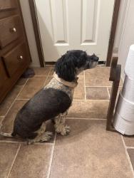 Reunited Female Dog last seen South county road 1230, Midland, TX 79706