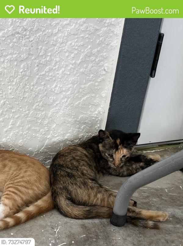 Reunited Female Cat last seen Eden park, Orlando, FL 32810