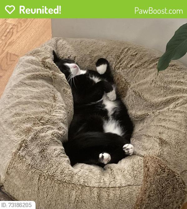Reunited Male Cat last seen Camp McDonald & Park Dr, Mount Prospect, IL 60056