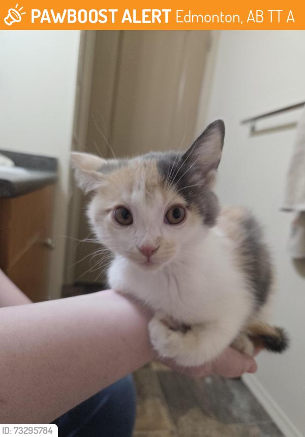 Found/Stray Female Cat last seen Maple Rd NW & Tamarack Rd NW, Edmonton, AB T6T 1A7