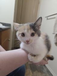 Found/Stray Female Cat last seen Maple Rd NW & Tamarack Rd NW, Edmonton, AB T6T 1A7