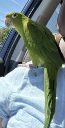 Lost Female Bird last seen Underwood ave & inglenwood st Hayward ca, Hayward, CA 94544