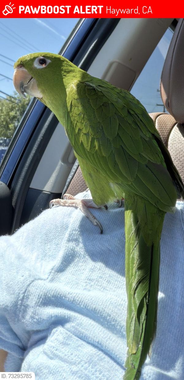 Lost Female Bird last seen Underwood ave & inglenwood st Hayward ca, Hayward, CA 94544
