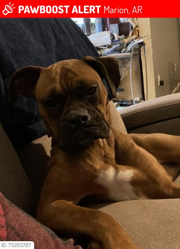 Lost Female Dog last seen Valero gas station by fruit stand on I-40 exit 271, Marion, AR 72364