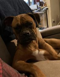 Lost Female Dog last seen Valero gas station by fruit stand on I-40 exit 271, Marion, AR 72364