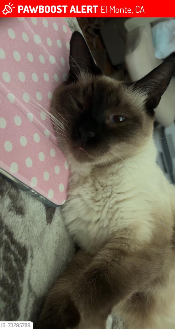 Lost Female Cat last seen Ramona boulevard El Monte, El Monte, CA 91732