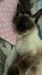 Lost Female Cat last seen Ramona boulevard El Monte, El Monte, CA 91732