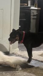 Found/Stray Female Dog last seen In the Reese at eastchase apmts, Fort Worth, TX 76120