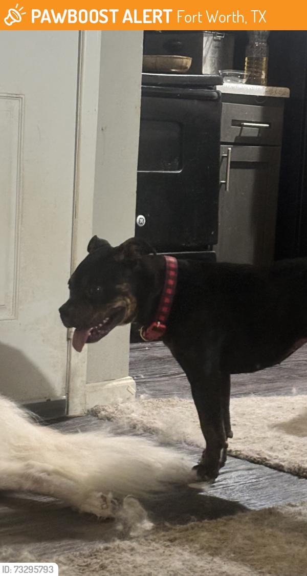 Found/Stray Female Dog last seen In the Reese at eastchase apmts, Fort Worth, TX 76120