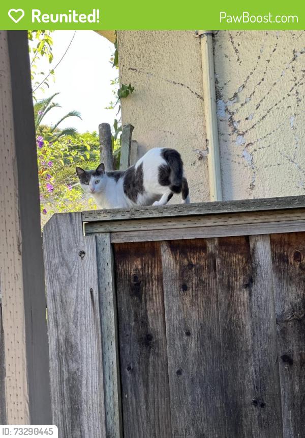 Reunited Unknown Cat last seen seminary / Mills College, Oakland, CA 94619