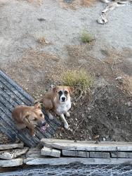 Reunited Male Dog last seen Near W Rosamond Blvd, Rosamond, CA 93560, USA, Rosamond, CA 93560