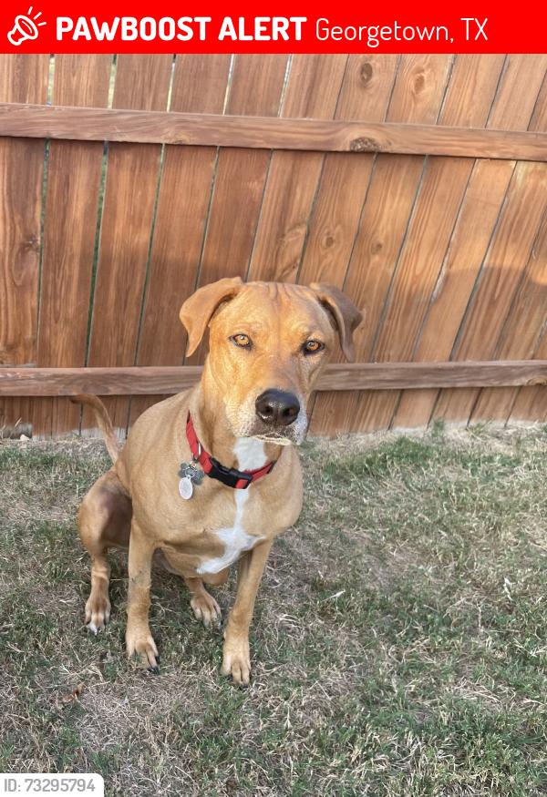 Lost Male Dog last seen Southwestern dr/ university park dr., Georgetown, TX 78626