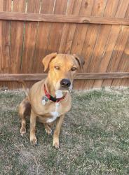 Lost Male Dog last seen Southwestern dr/ university park dr., Georgetown, TX 78626