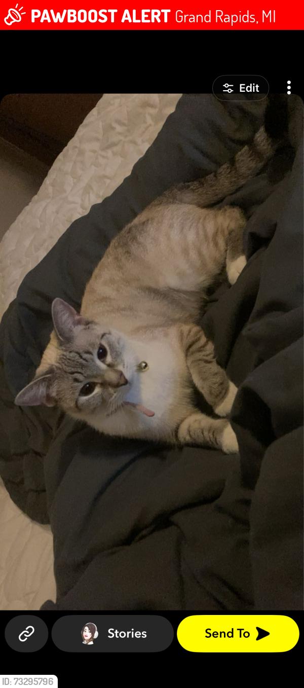 Lost Female Cat last seen Dawson, Grand Rapids, MI 49505