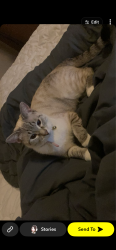 Lost Female Cat last seen Dawson, Grand Rapids, MI 49505