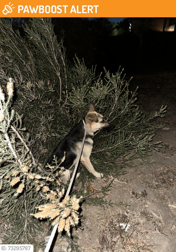 Found/Stray Male Dog last seen View Park, View Park-Windsor Hills, CA 90043