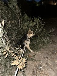 Found/Stray Male Dog last seen View Park, View Park-Windsor Hills, CA 90043