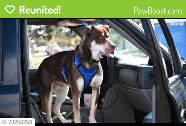 Reunited Male Dog last seen Lime Ave & E Anaheim St, Long Beach, CA 90813, USA, Long Beach, CA 90813