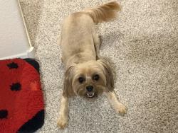 Reunited Female Dog last seen Near Kona Crest Ave, Henderson, NV 89052, USA, Henderson, NV 89052