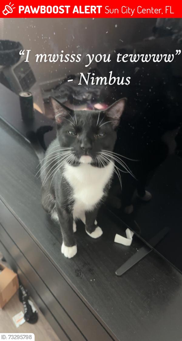 Lost Male Cat last seen Cypress village Blvd sun city center, Sun City Center, FL 33573