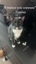 Lost Male Cat last seen Cypress village Blvd sun city center, Sun City Center, FL 33573