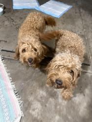 Reunited Male Dog last seen South Cumberland, Joliet, IL 60431