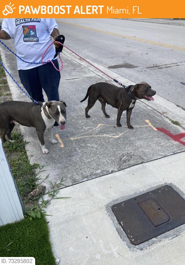 Found/Stray Female Dog last seen Brownsville metro rail station Miami fl 33142, Miami, FL 33142