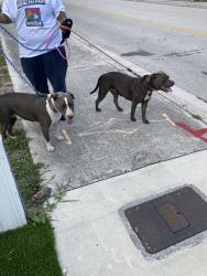 Found/Stray Female Dog last seen Brownsville metro rail station Miami fl 33142, Miami, FL 33142
