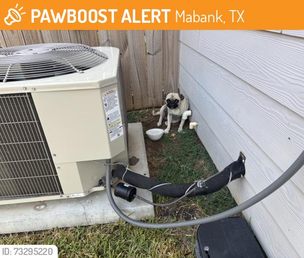 Found/Stray Female Dog last seen Near Hoover dr Mabank tx.75147, Mabank, TX 75147
