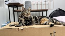 Reunited Female Cat last seen Cleevemount Road, Gloucestershire, England 