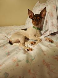 Lost Female Dog last seen Morton and Katy Hockley Cut off, Katy, TX 77493