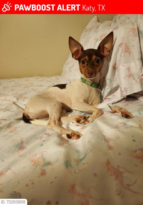 Lost Female Dog last seen Morton and Katy Hockley Cut off, Katy, TX 77493