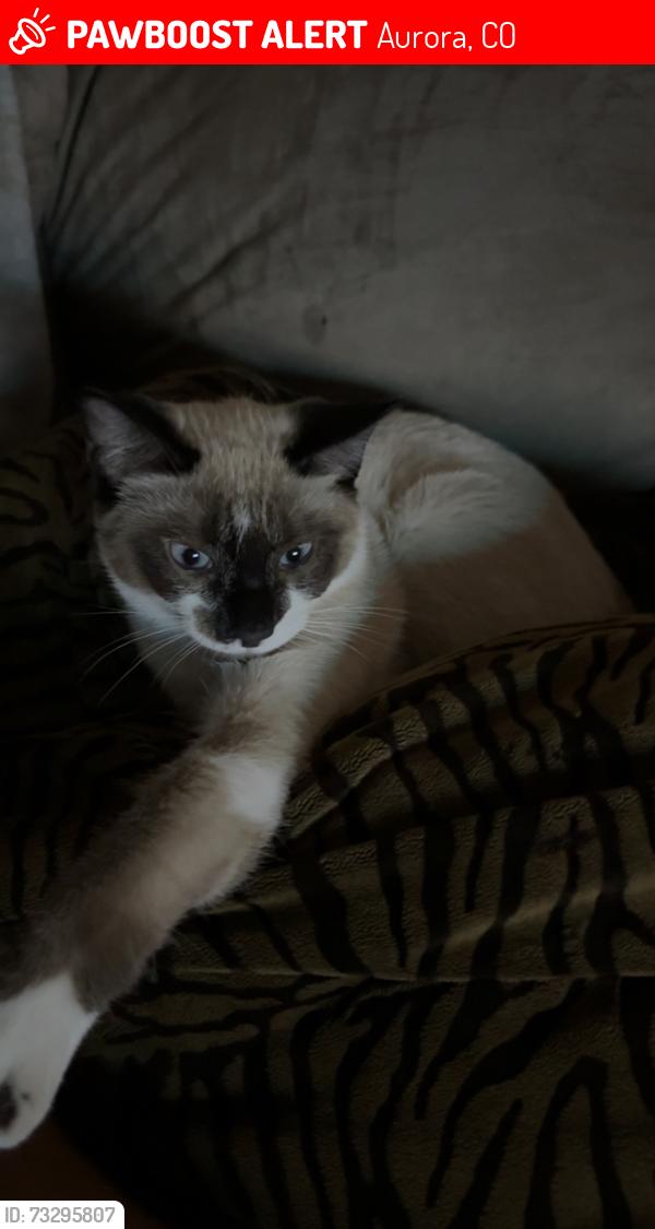 Lost Male Cat last seen Rocky ridge park, Aurora, CO 80017